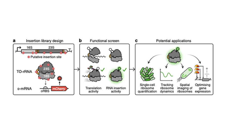 Engineering orthogonal ribosomes for real-time monitoring using fluorescence